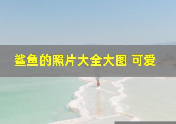 鲨鱼的照片大全大图 可爱